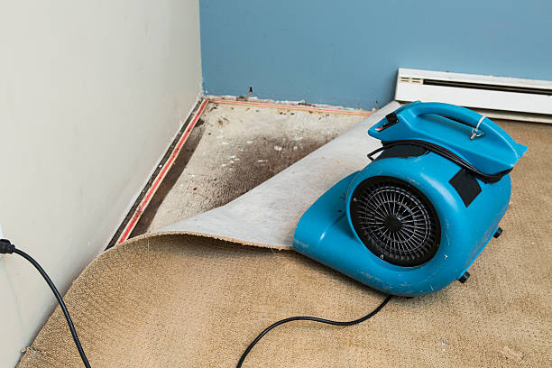 Best Carpet water damage restoration  in Dock Junction, GA